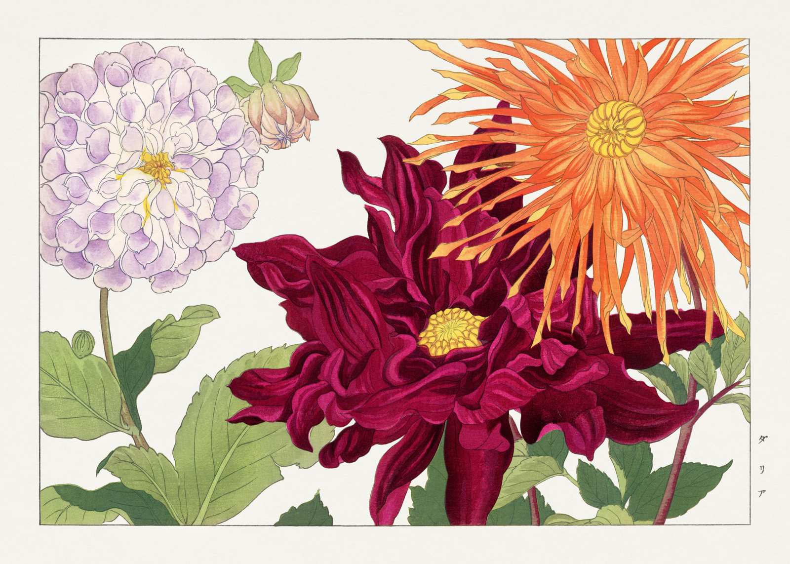 Exotic Dahlia Floral Botanical Wall Art