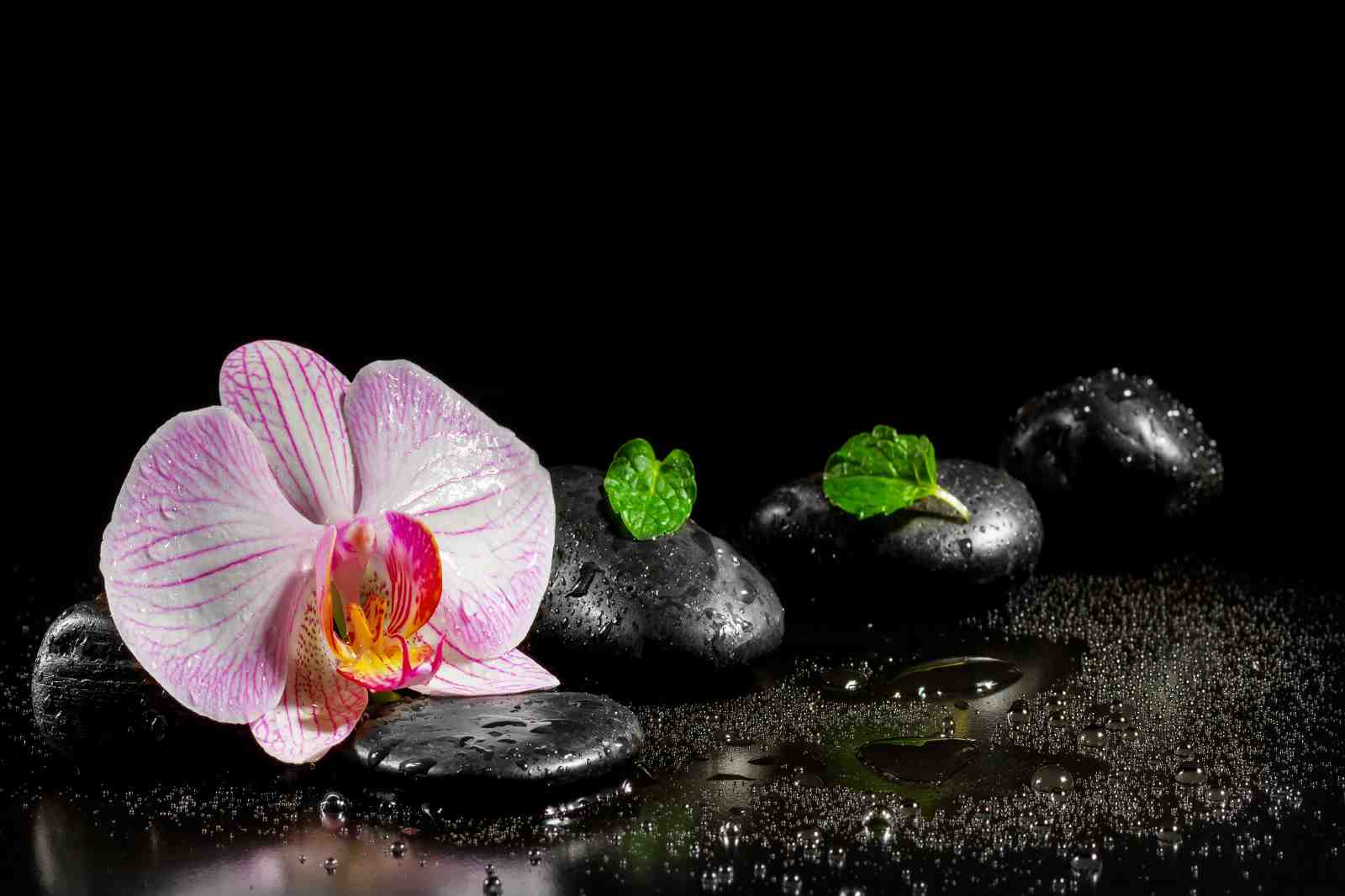 Zen Orchid & Stone Serenity Wall Art
