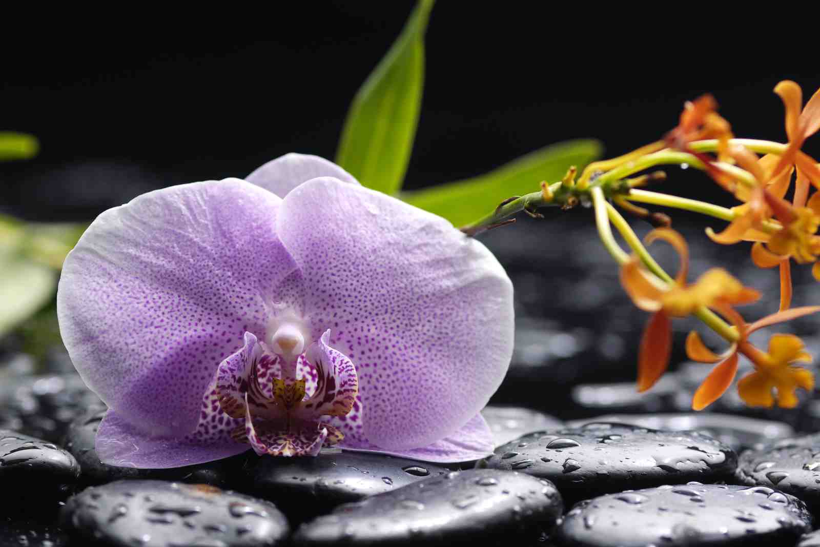 Serene Orchid Zen Garden Wall Art