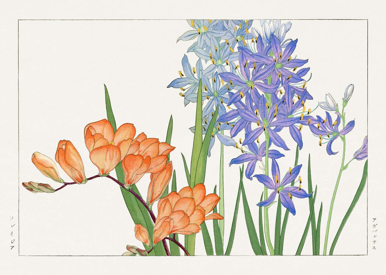 Vibrant Freesia & Camassia Floral Wall Art
