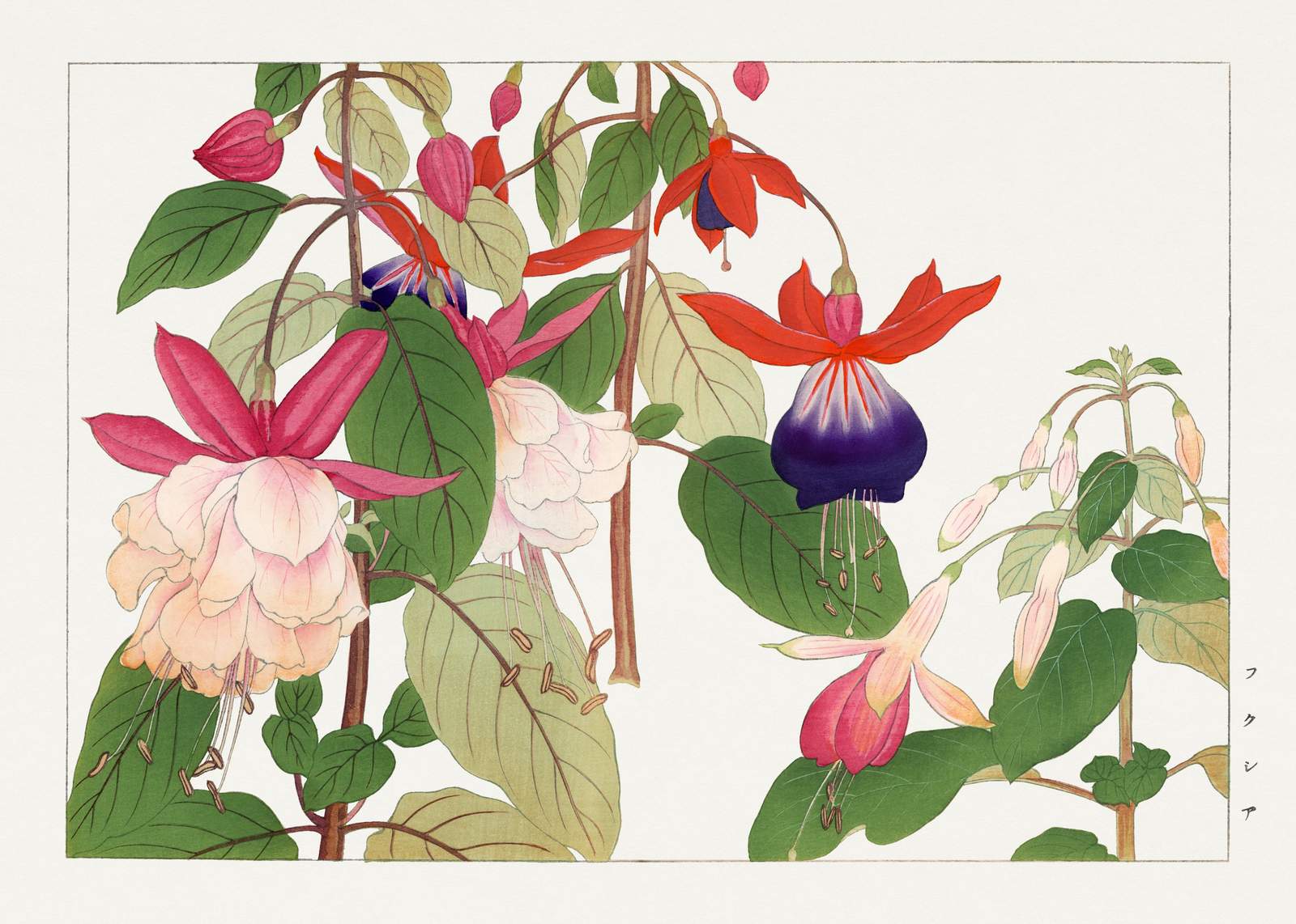 Vibrant Fuchsia Botanical Art Wall Art