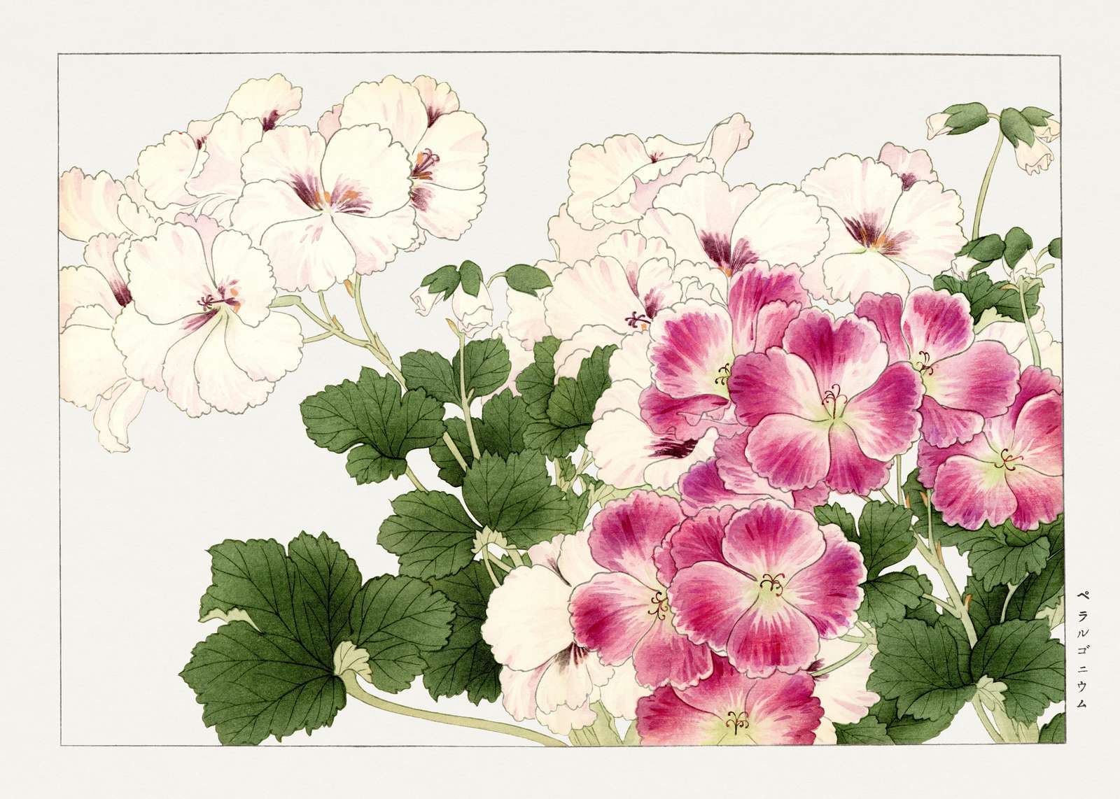 Vibrant Geranium Floral Wall Art Wall Art