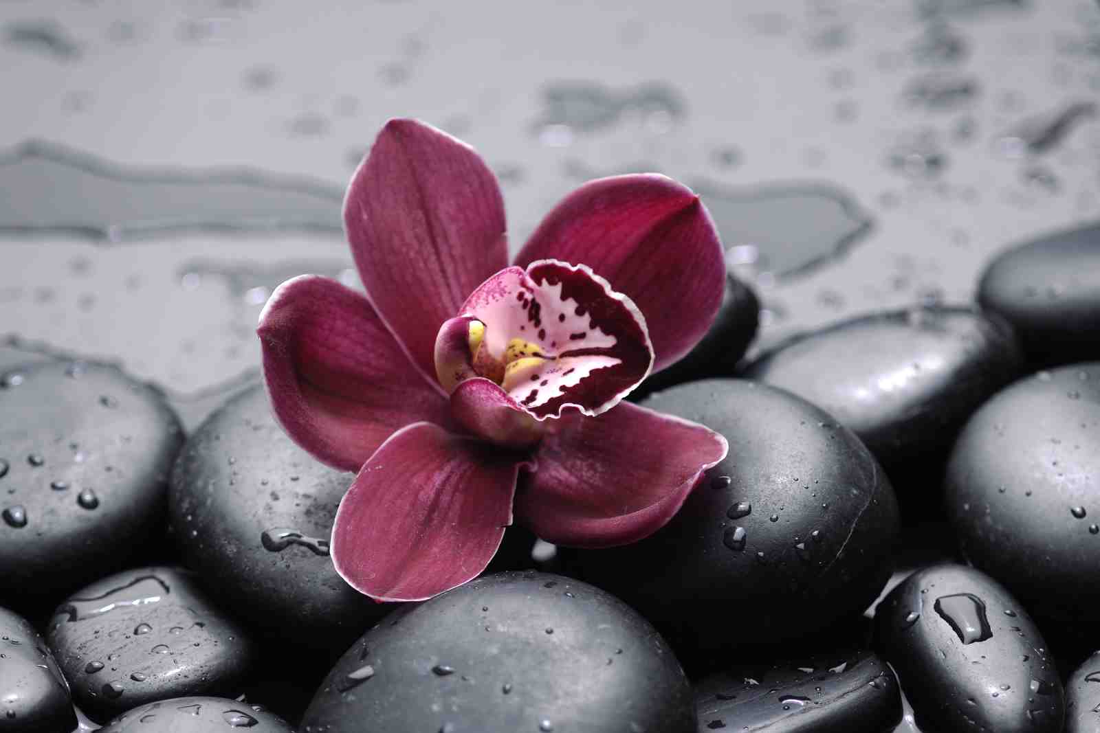 Zen Orchid & Stones Wall Art Wall Art