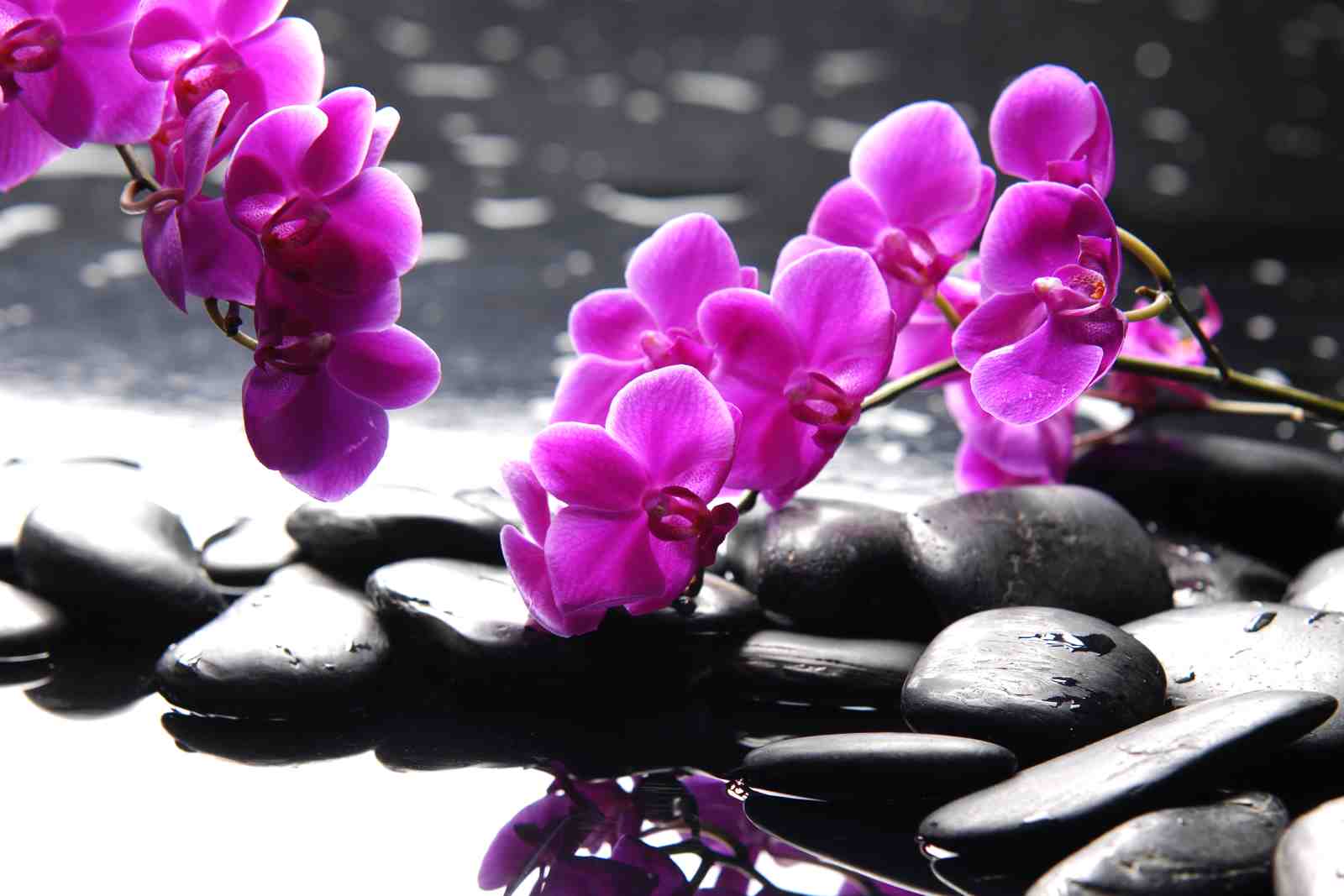 Serene Orchid & Zen Stones Wall Art