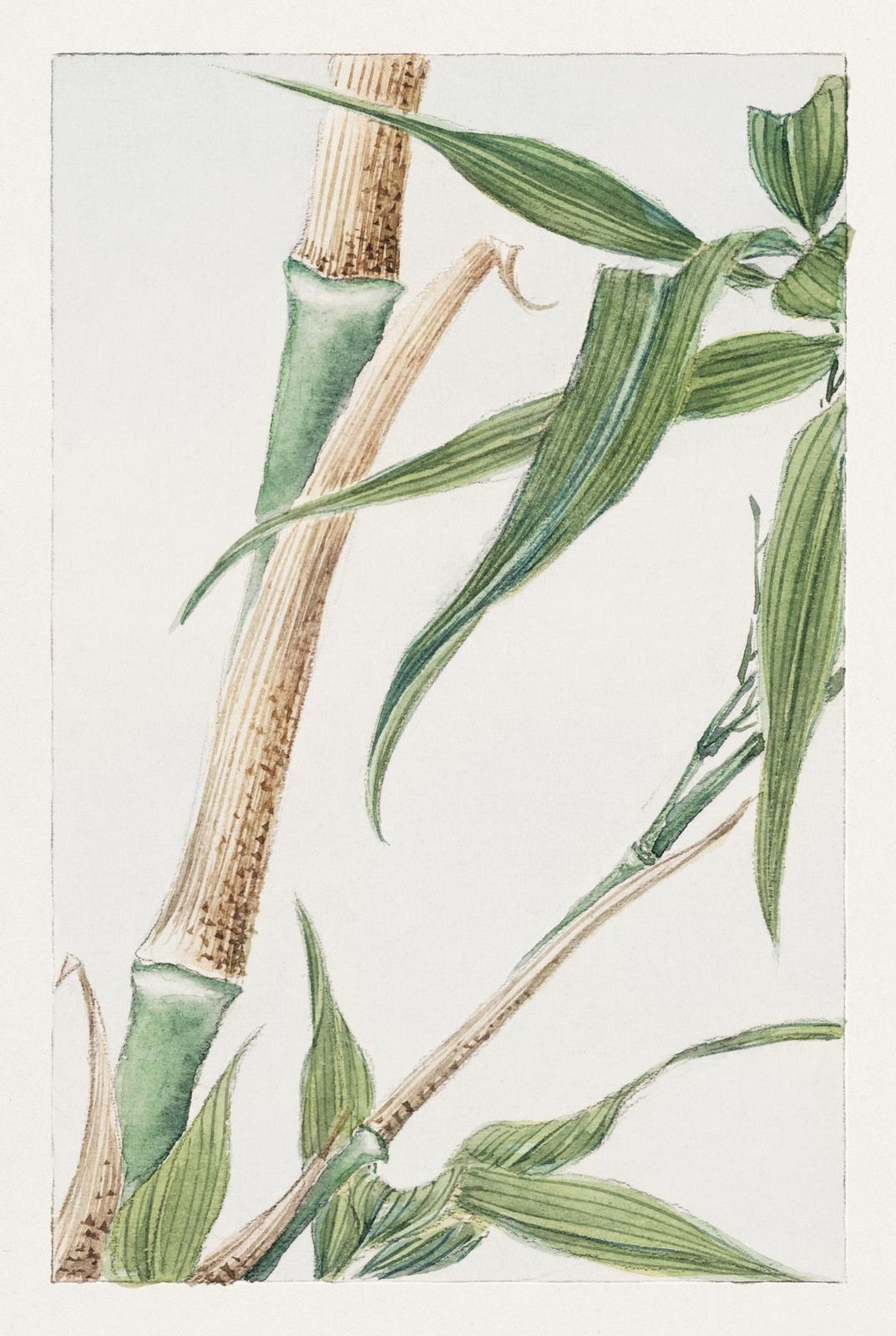 Serene Bamboo Botanical Wall Art