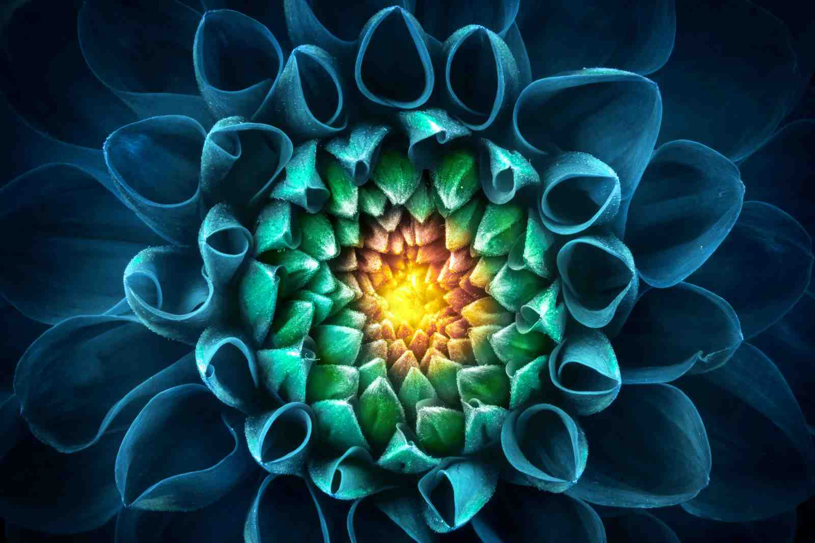 Enchanting Blue Dahlia Macro Wall Art