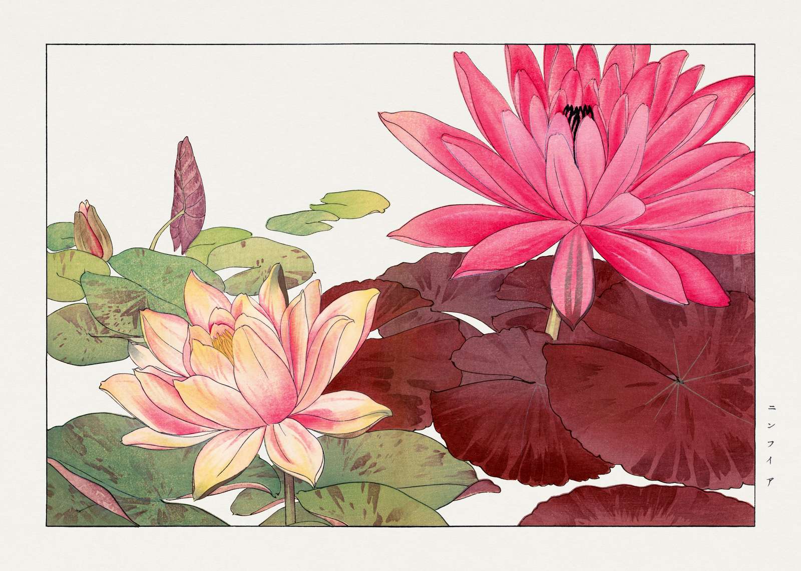 Vibrant Water Lily Floral Wall Art