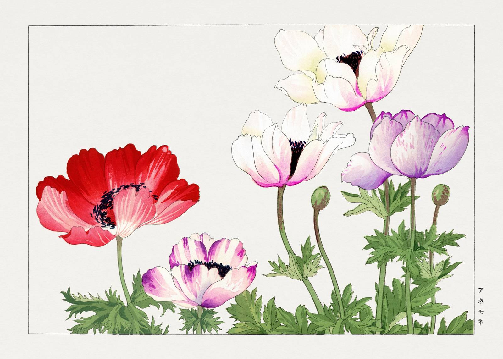 Vibrant Anemone Floral Watercolor Wall Art
