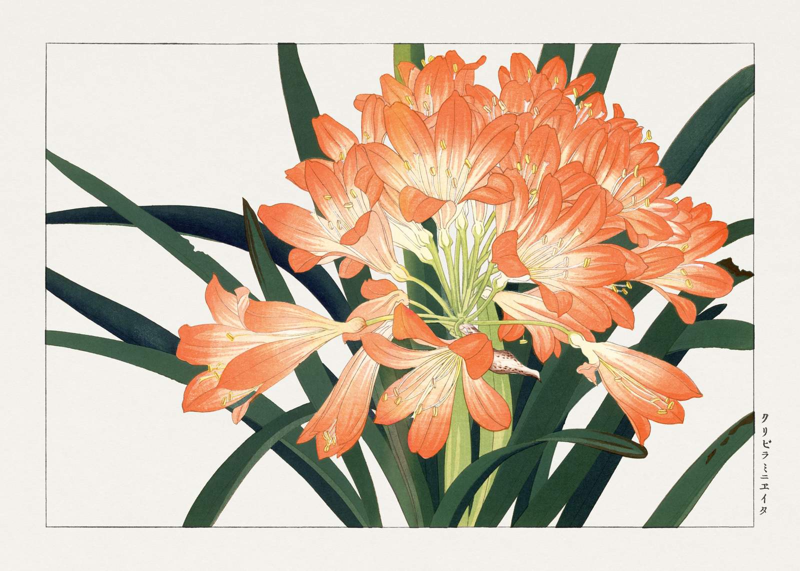 Vibrant Orange Clivia Flower Wall Art