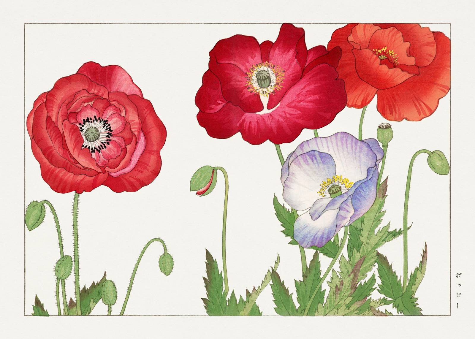 Vibrant Red & Lavender Poppies Wall Art