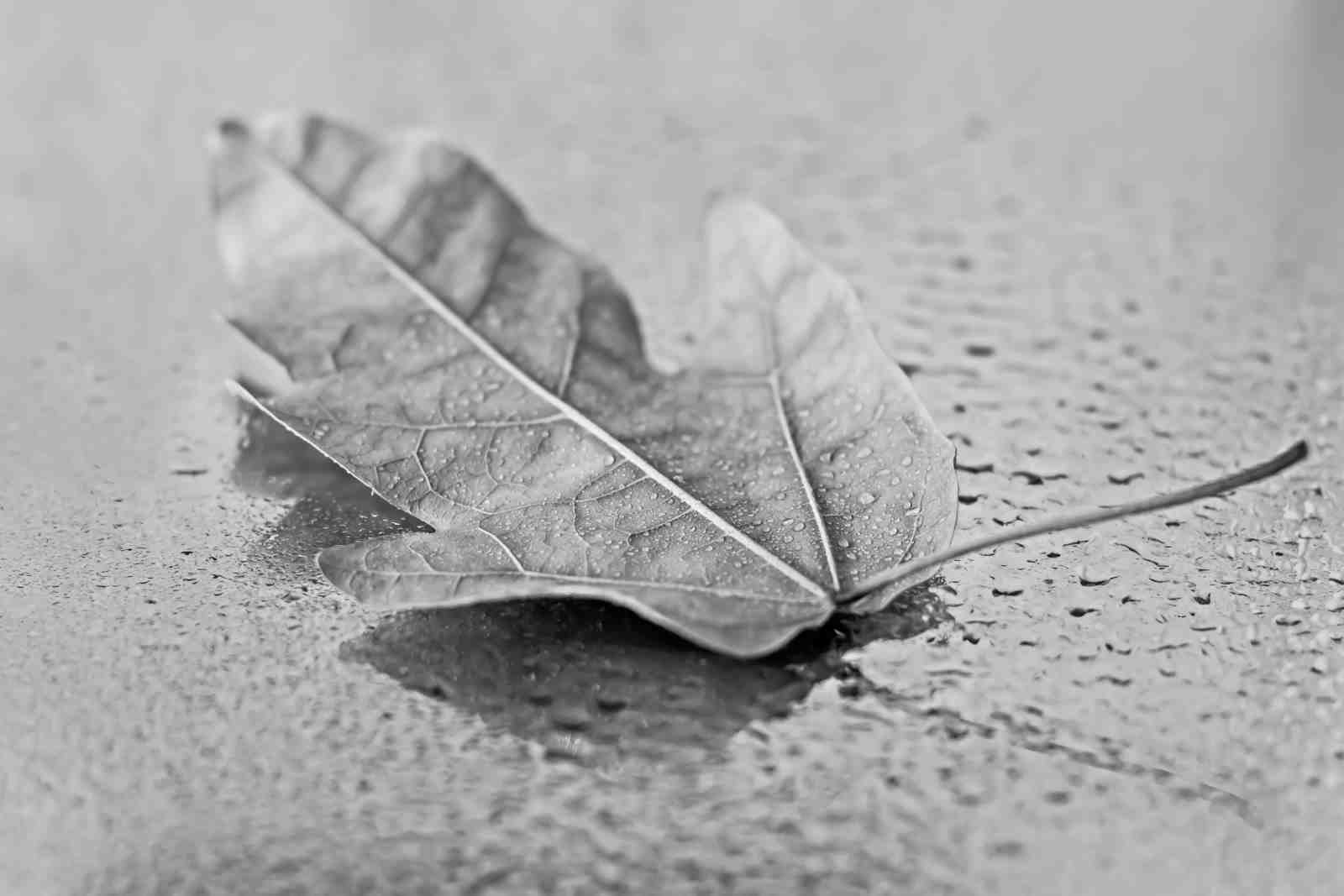 Monochrome Leaf with Dewdrops Wall Art