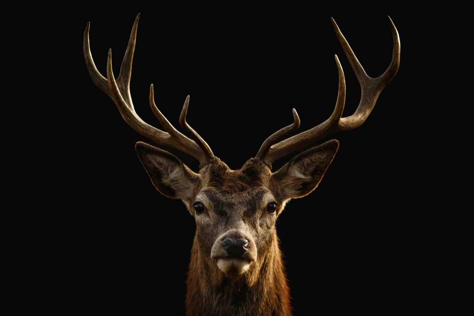 Majestic Stag Wildlife Wall Art