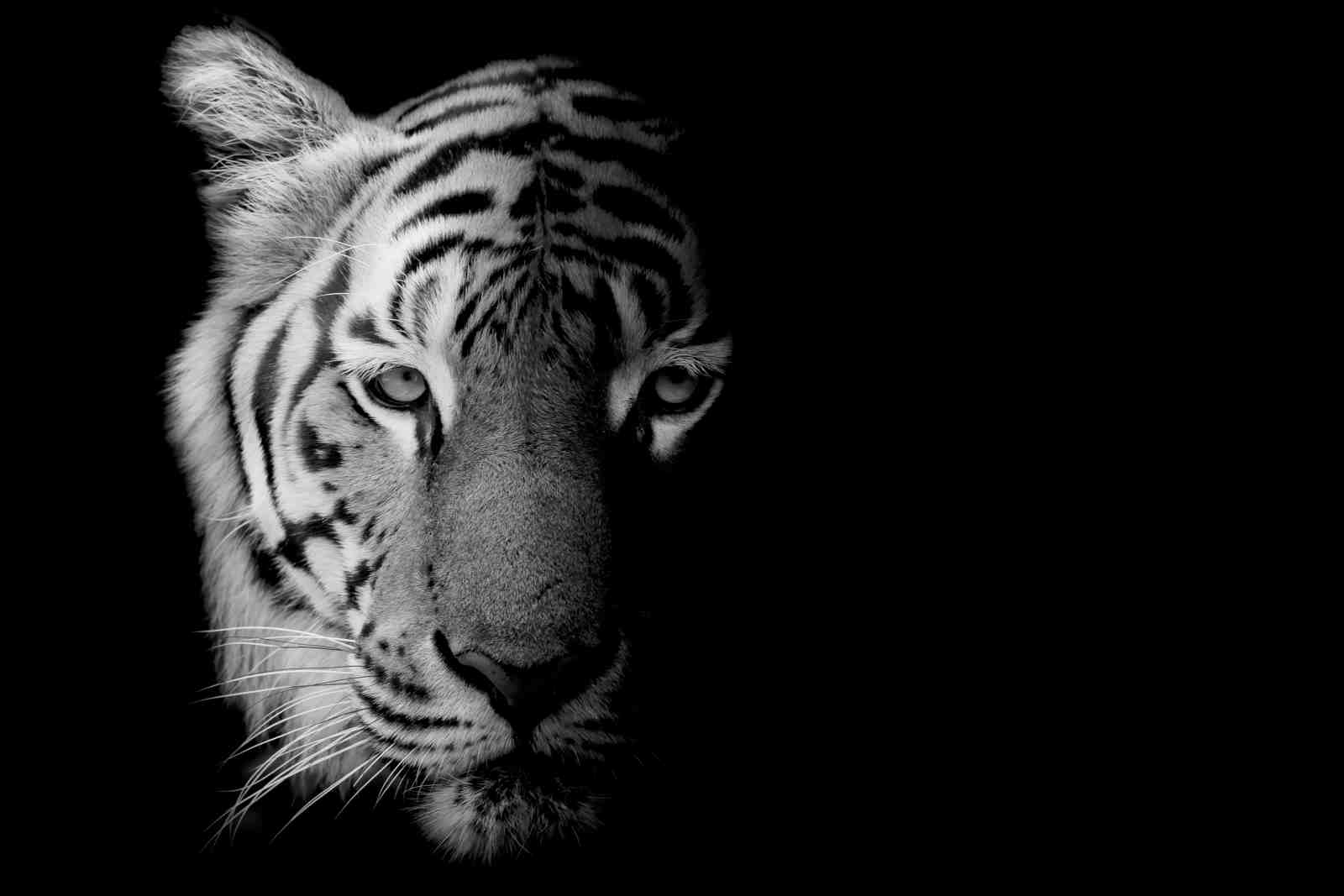 Monochrome Tiger Gaze Wall Art