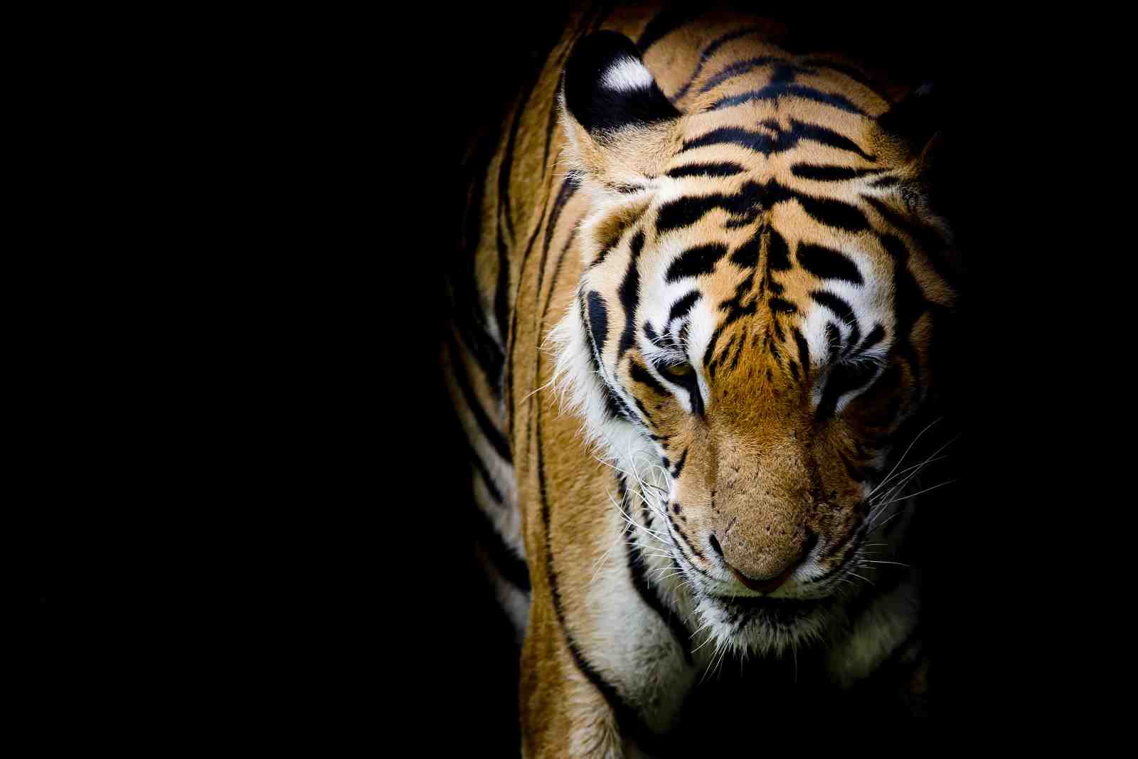Majestic Tiger Portrait Wall Art Wall Art