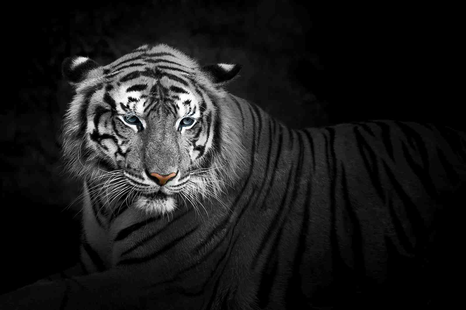 Majestic White Tiger Eye Wall Art
