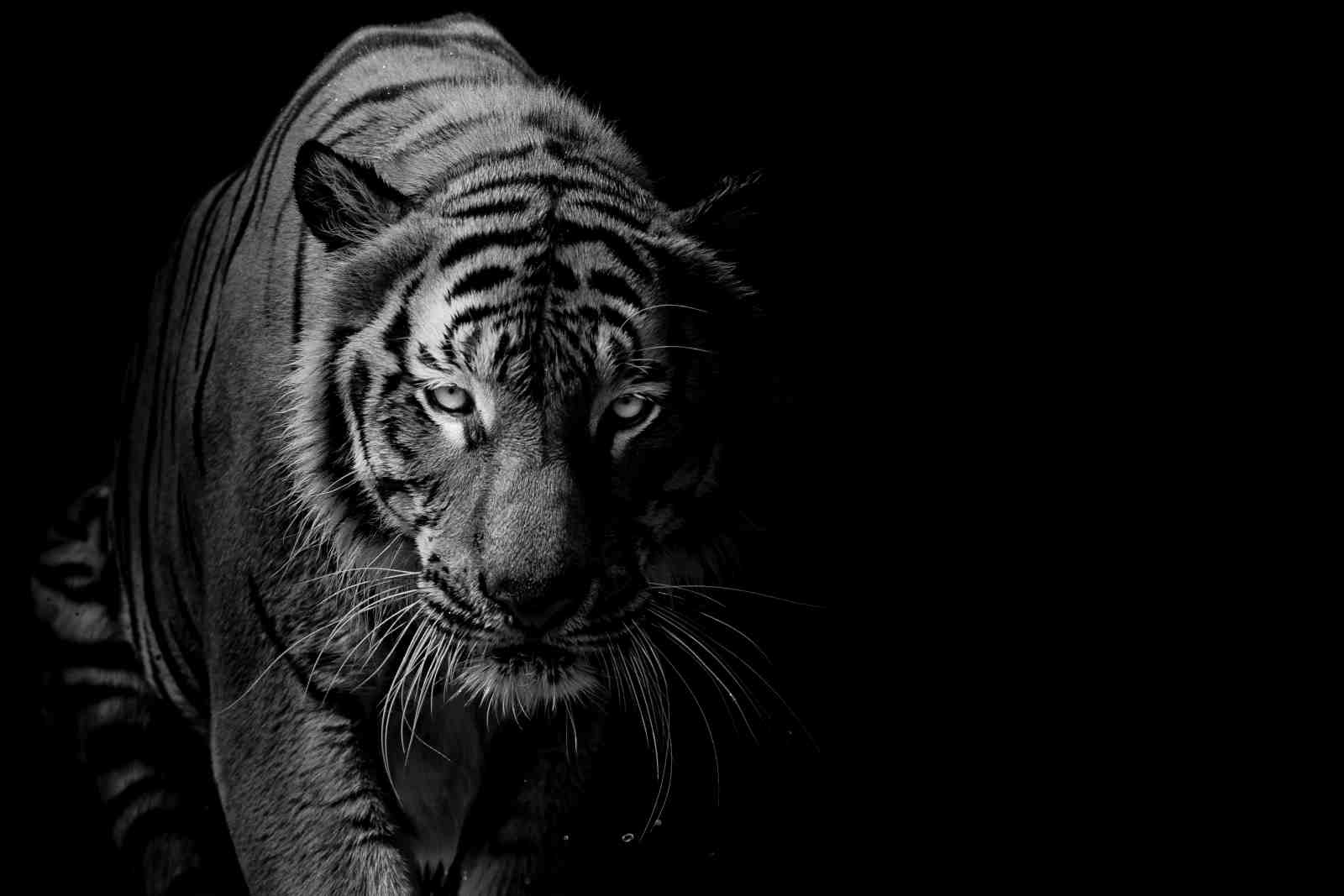 Majestic Tiger Portrait Black & White Wall Art