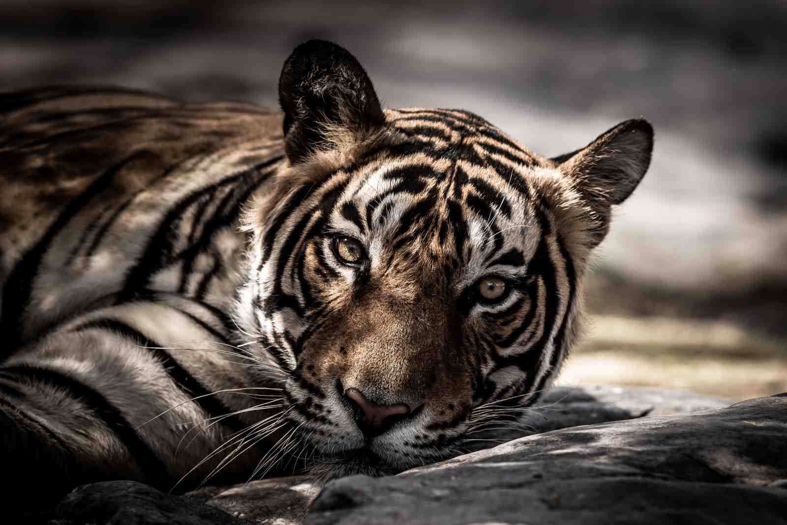 Majestic Tiger Portrait Wall Art