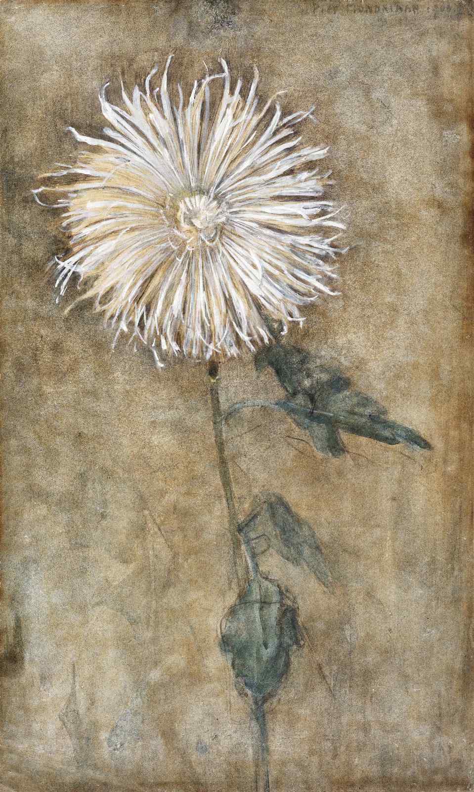 Rustic White Flower Botanical Art Wall Art