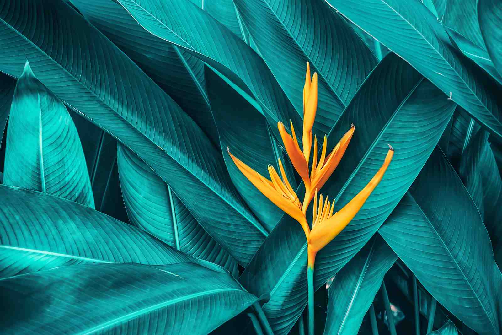 Tropical Paradise Heliconia Wall Art
