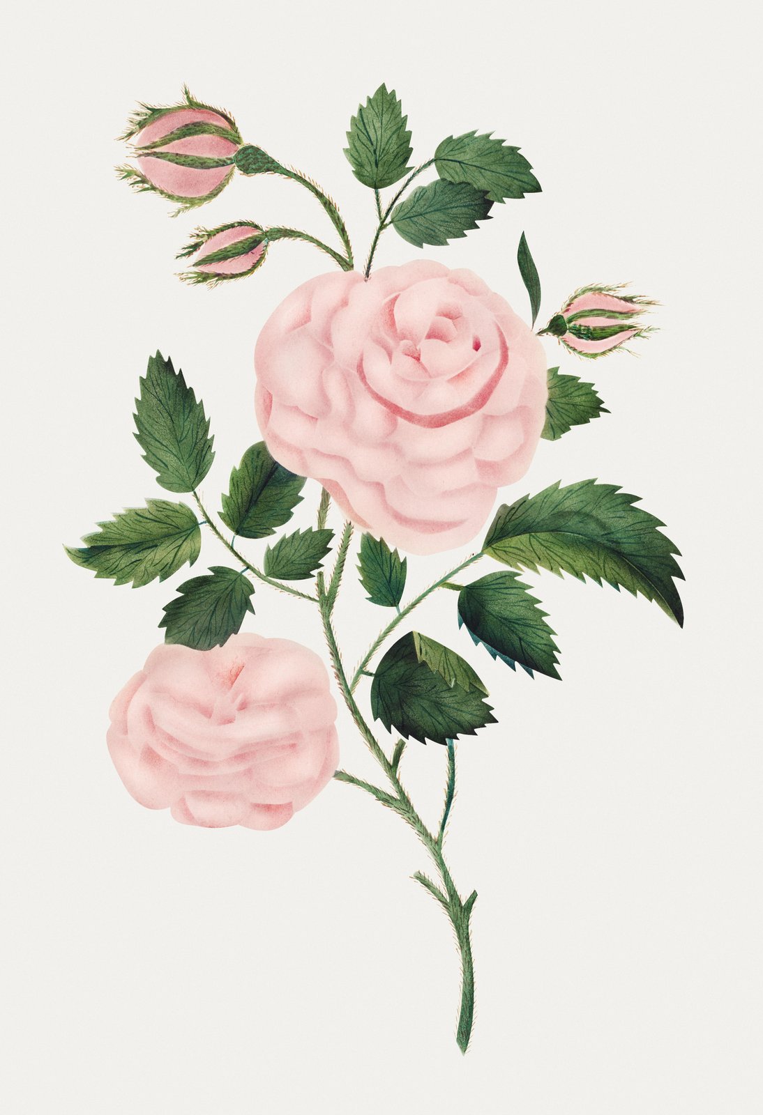 Vintage Pink Rose Botanical Art Wall Art