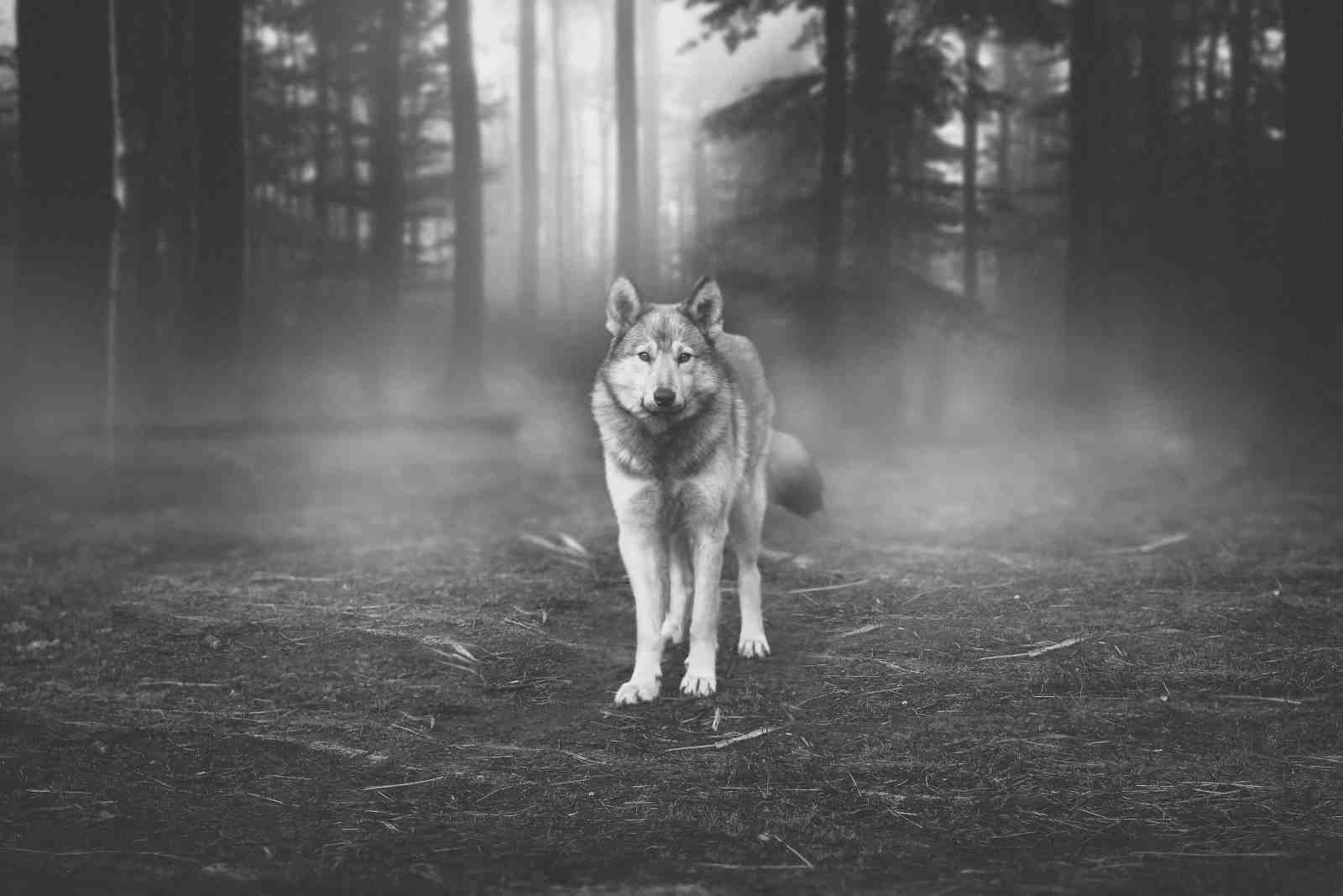 Mystic Wolf in Foggy Forest Wall Art