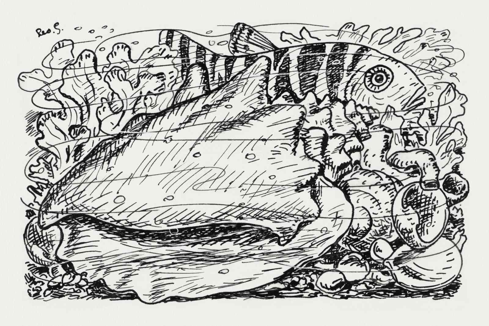 Marine Life Sketch Coastal Wall Art Wall Art