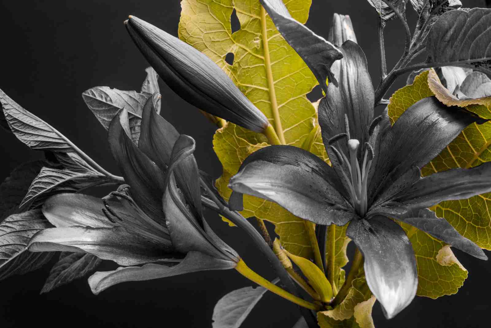 Dramatic Lily "Monochrome Burst" Wall Art