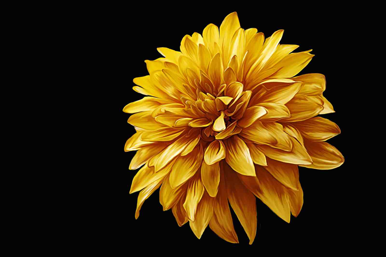 Golden Dahlia Burst Botanical Wall Art