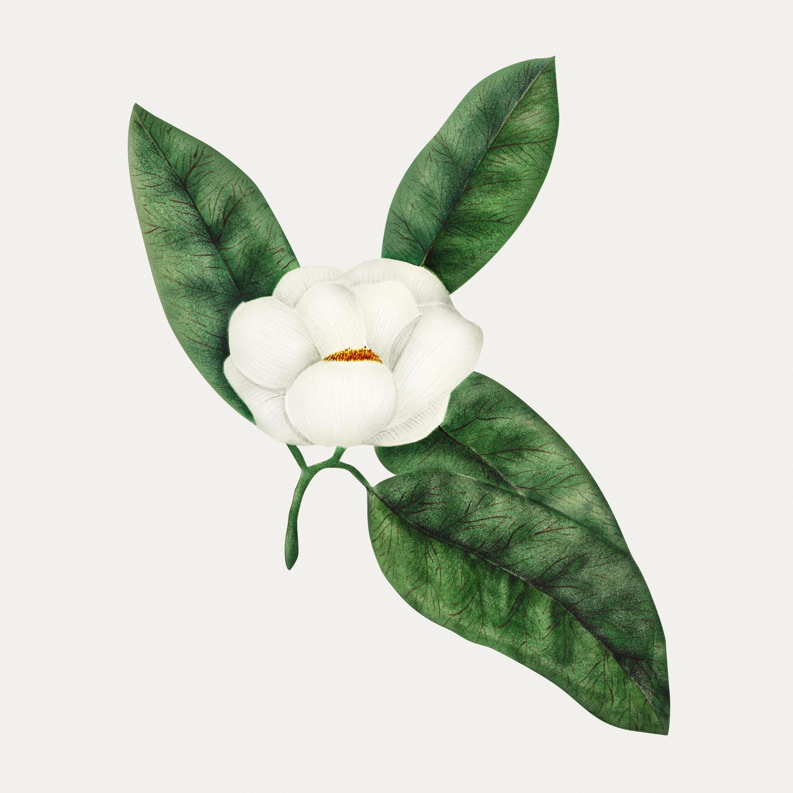 Elegant Magnolia Blossom Vintage Floral Wall Art