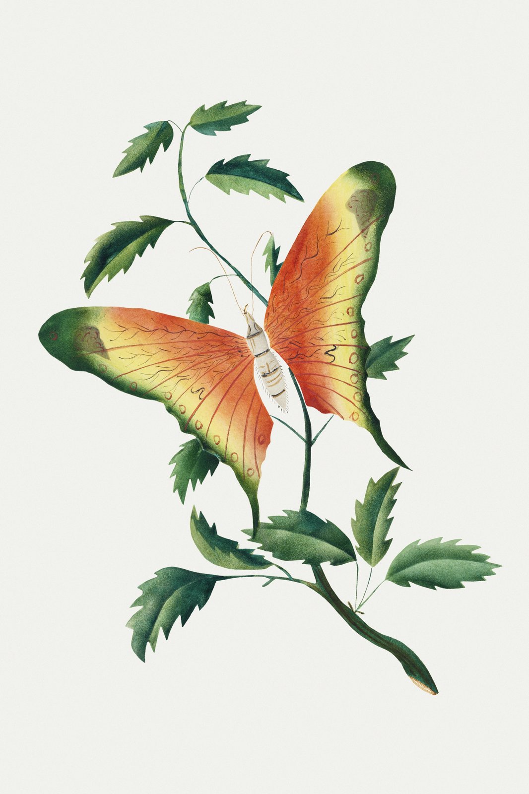 Vintage Monarch Butterfly Nature Art Wall Art