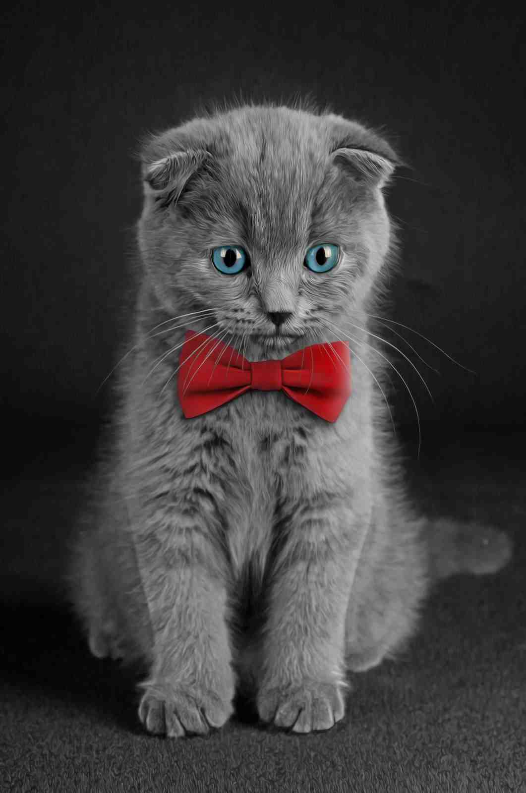 Adorable Scottish Fold Cat Bowtie Wall Art