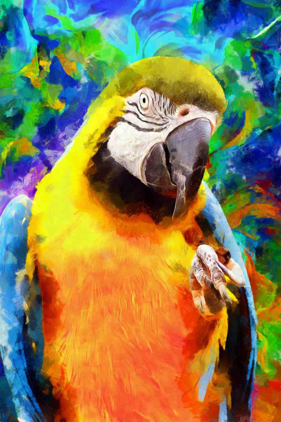 Vibrant Macaw Tropical Bird Wall Art Wall Art