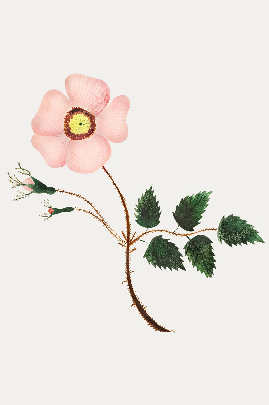 Vintage Botanical Pink Rose Wall Art