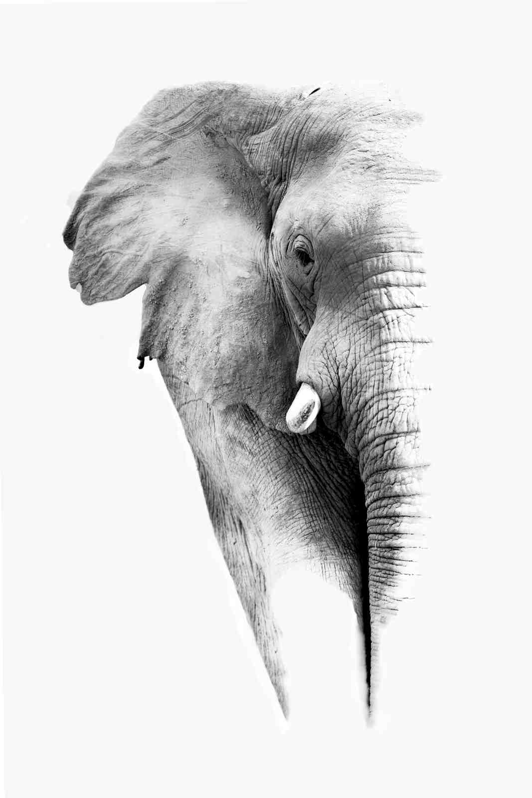 Majestic Elephant Portrait B&W Wall Art