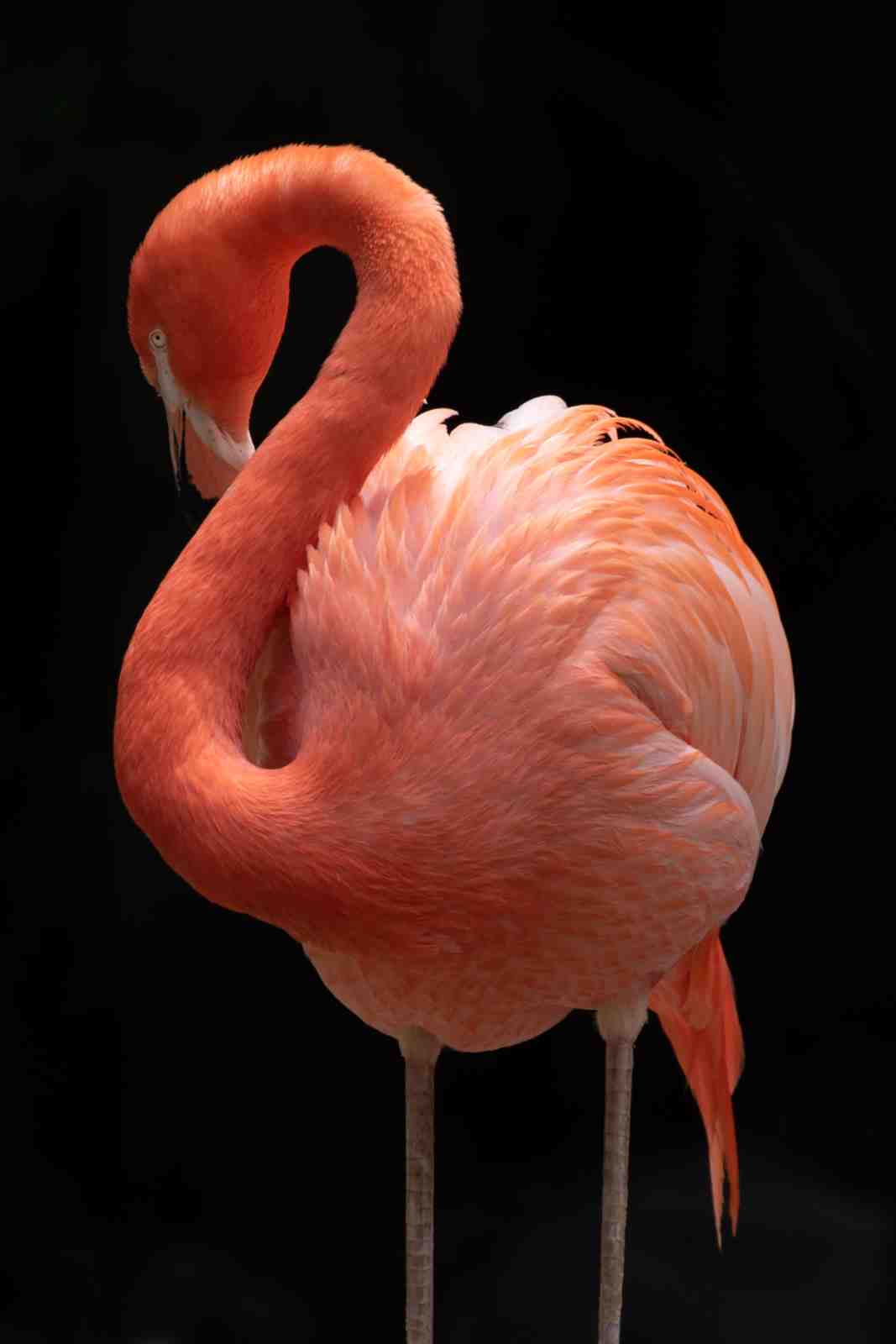 Elegant Flamingo Pose Wall Art