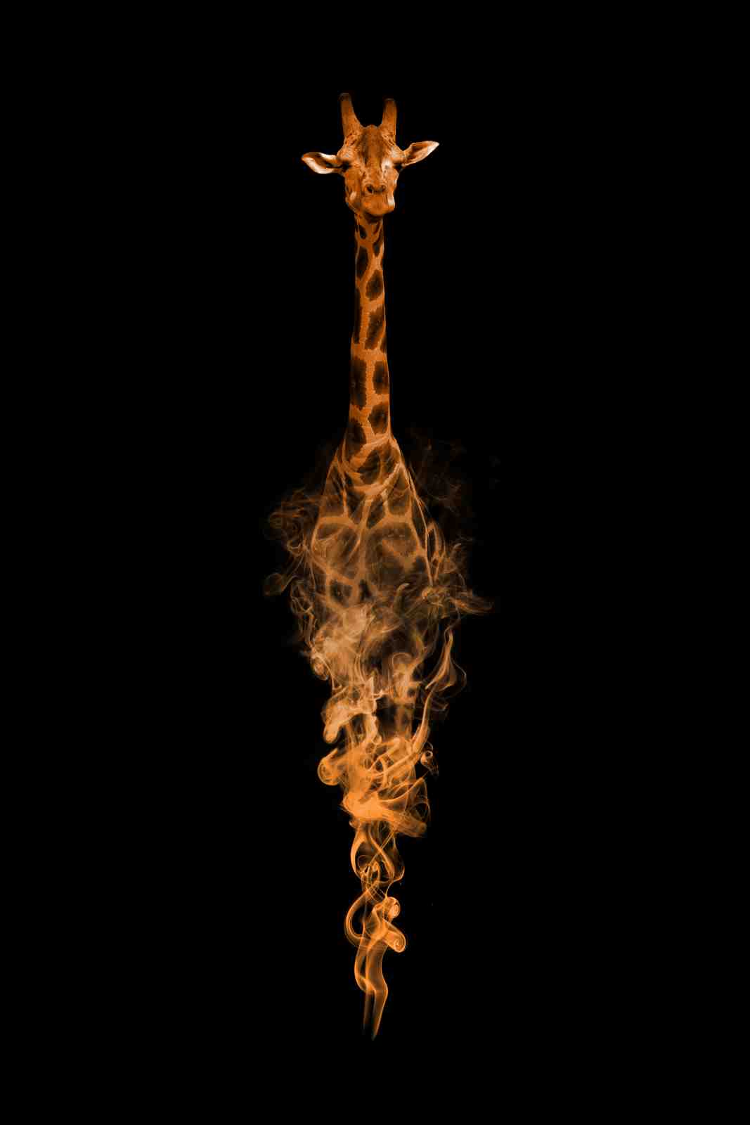 Fiery Giraffe Silhouette Wall Art | Animal Art