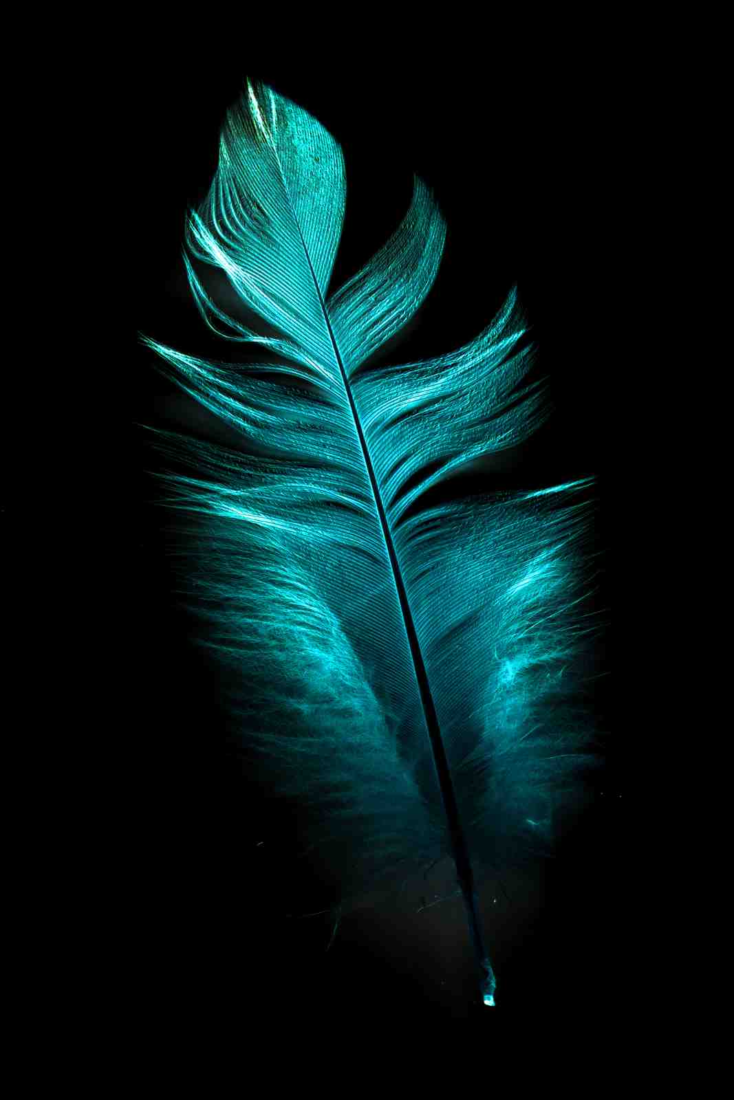 Aqua Feather Elegance Wall Art