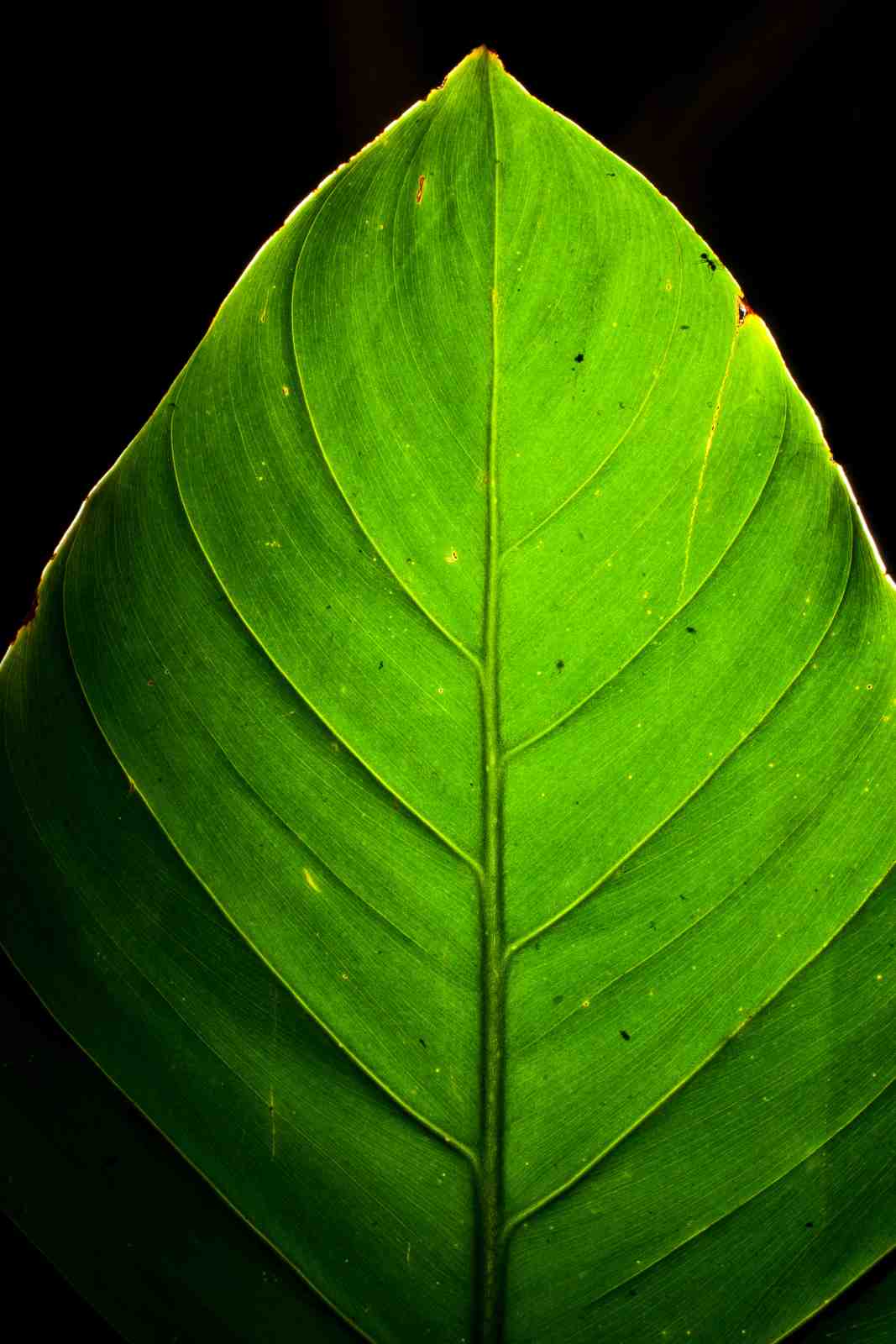Vibrant Green Leaf Close-Up Wall Art