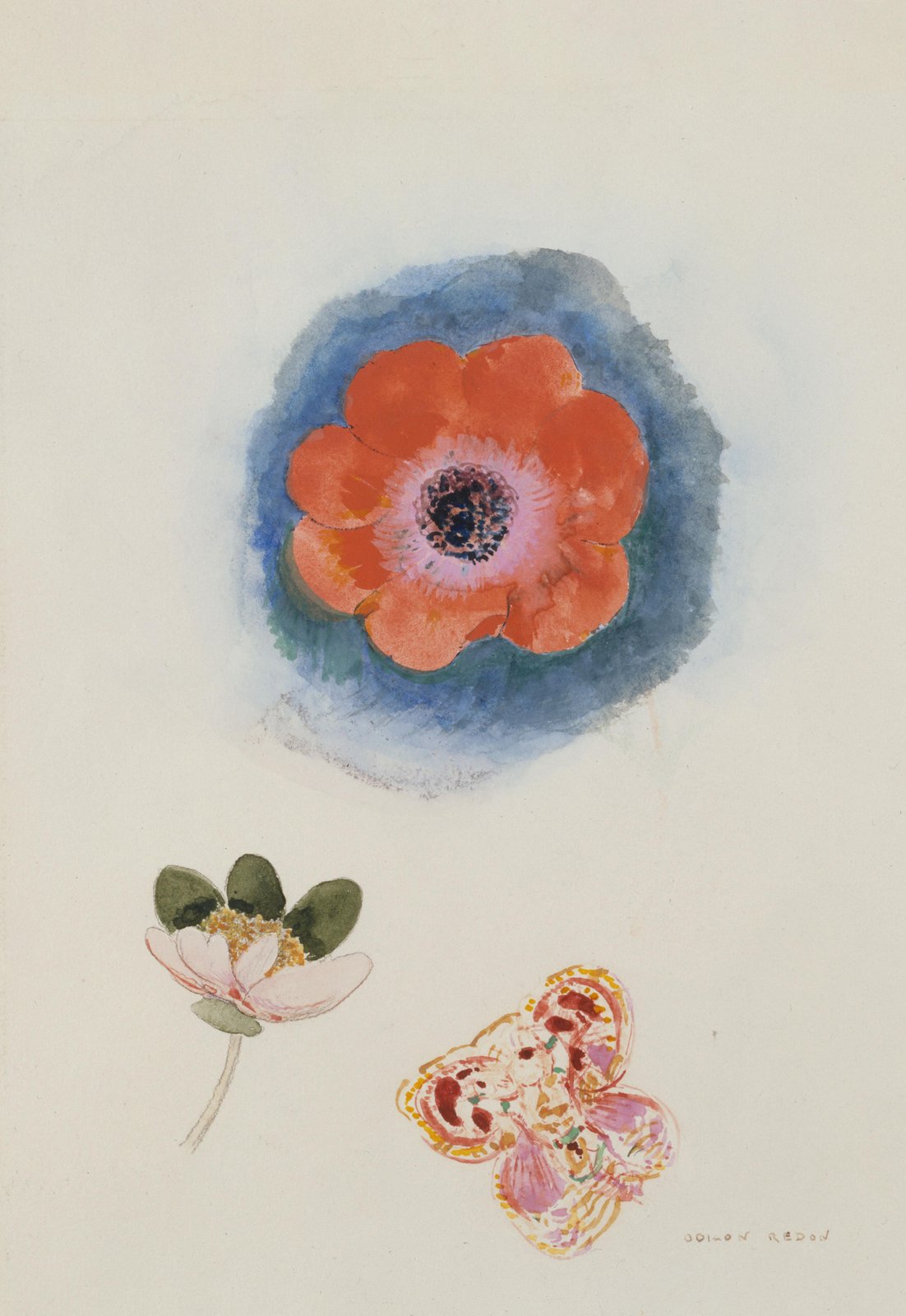 Vibrant Anemone Floral Study Wall Art