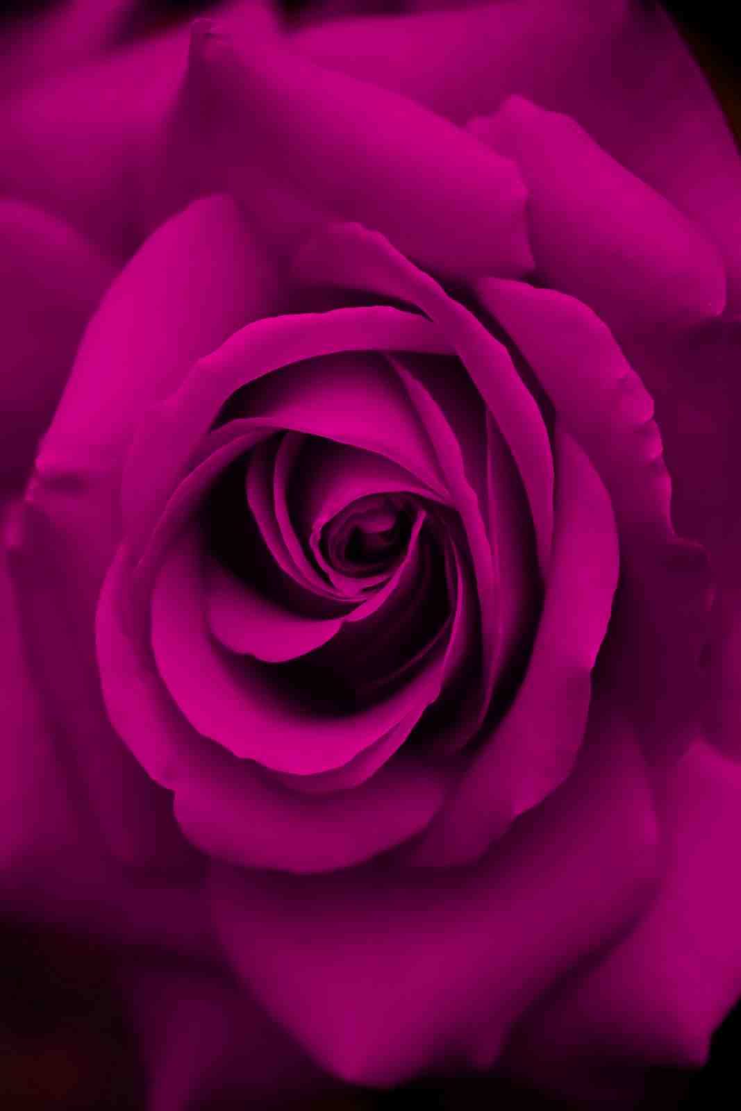 Vibrant Fuchsia Rose Close-Up Wall Art