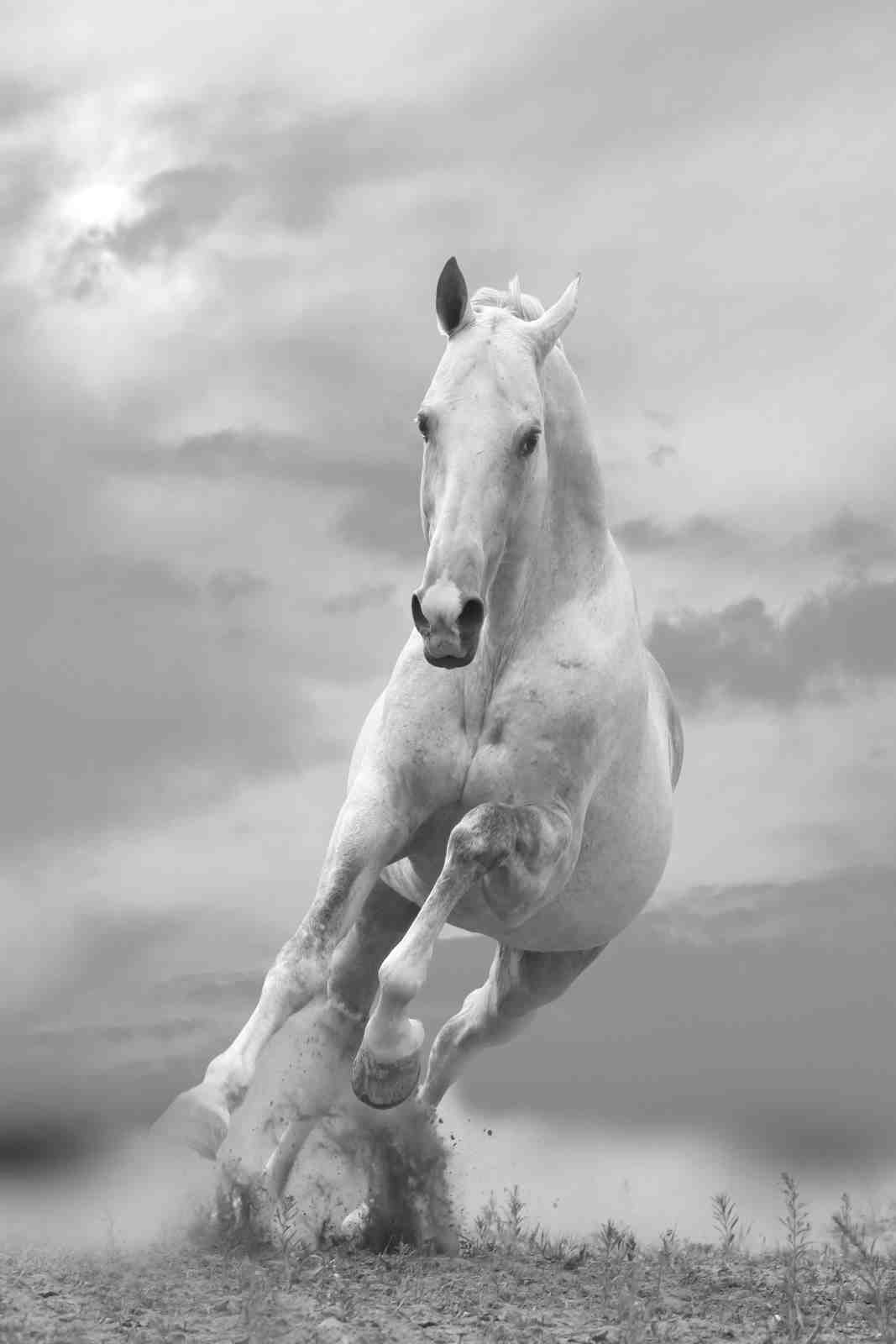 Majestic White Horse Gallop Wall Art