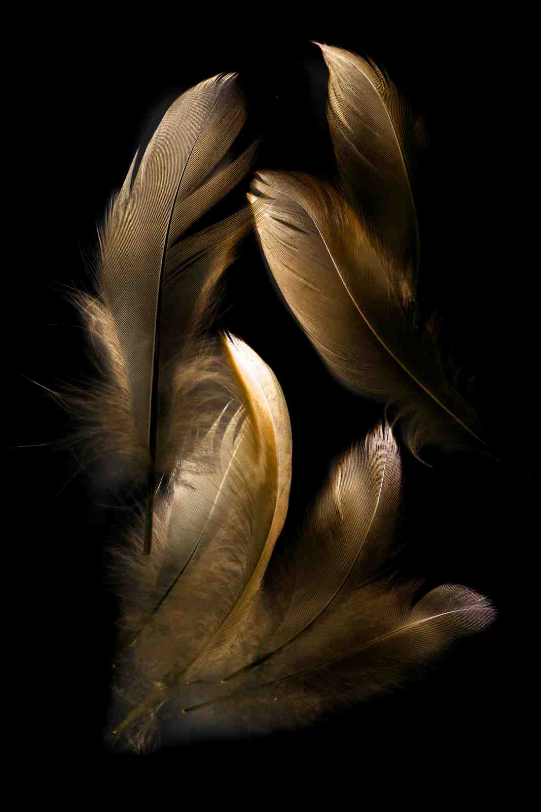 Elegant Feathers on Black Wall Art