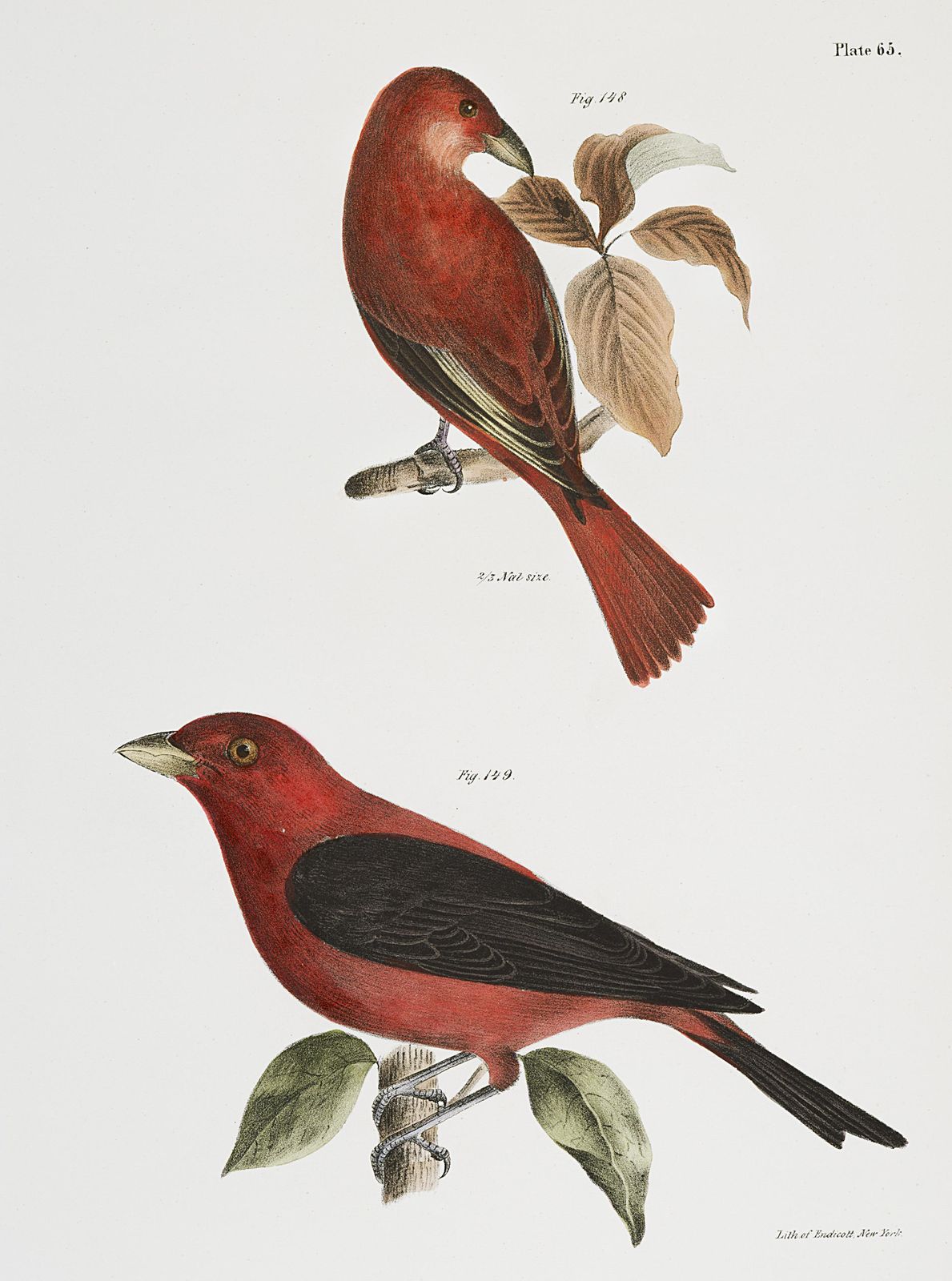 Vintage Scarlet Tanager Birds Wall Art