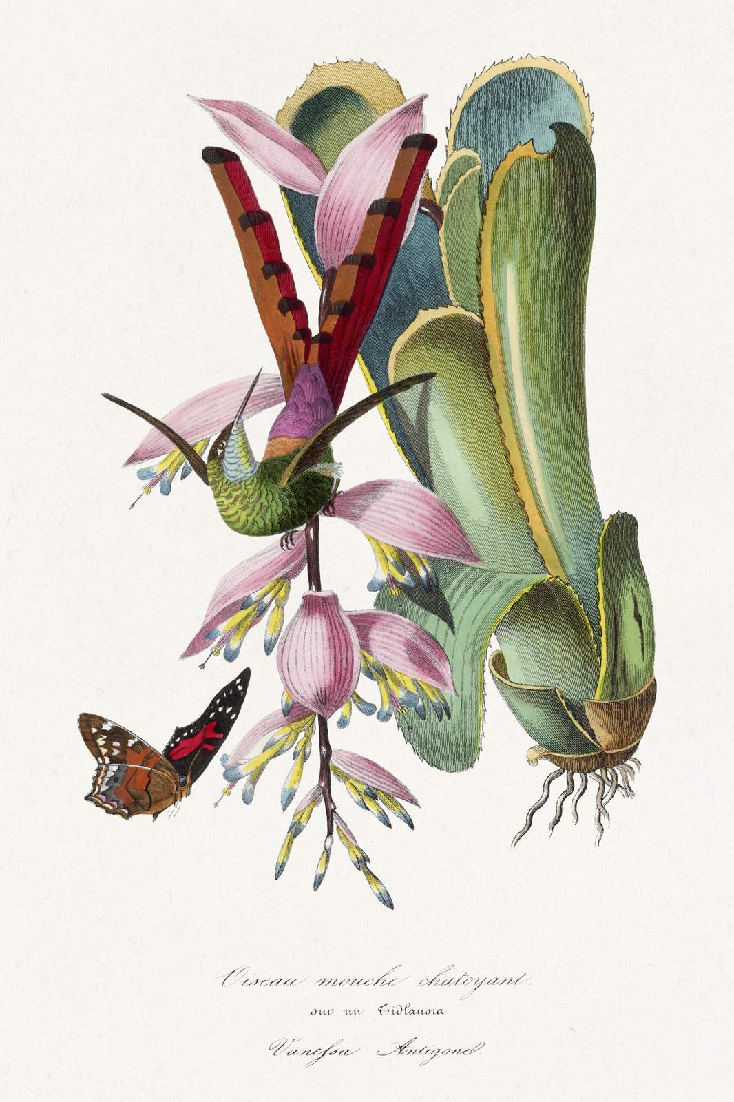 Vintage Hummingbird & Butterfly Botanical Wall Art