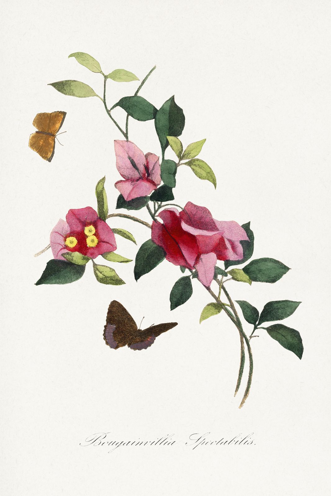 Vintage Bougainvillea & Butterfly Botanical Wall Art