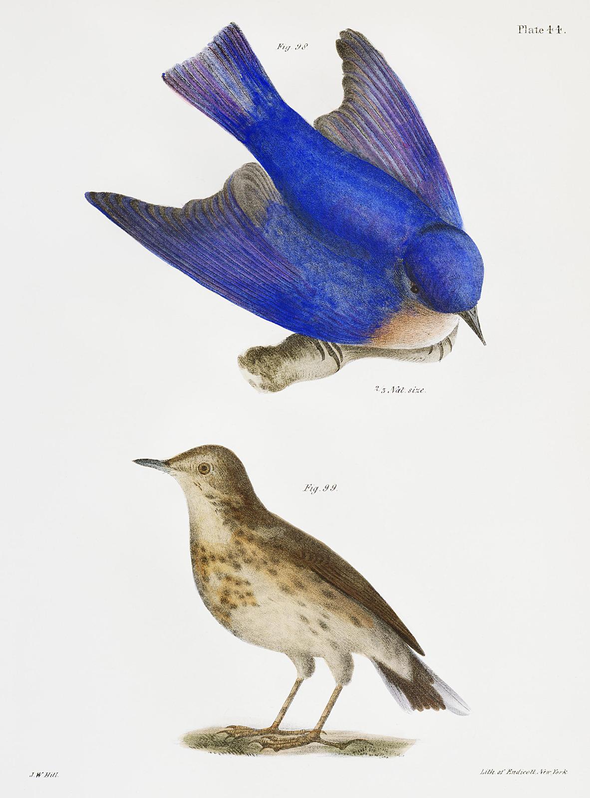 Vintage Bluebird & Songbird Art Wall Art