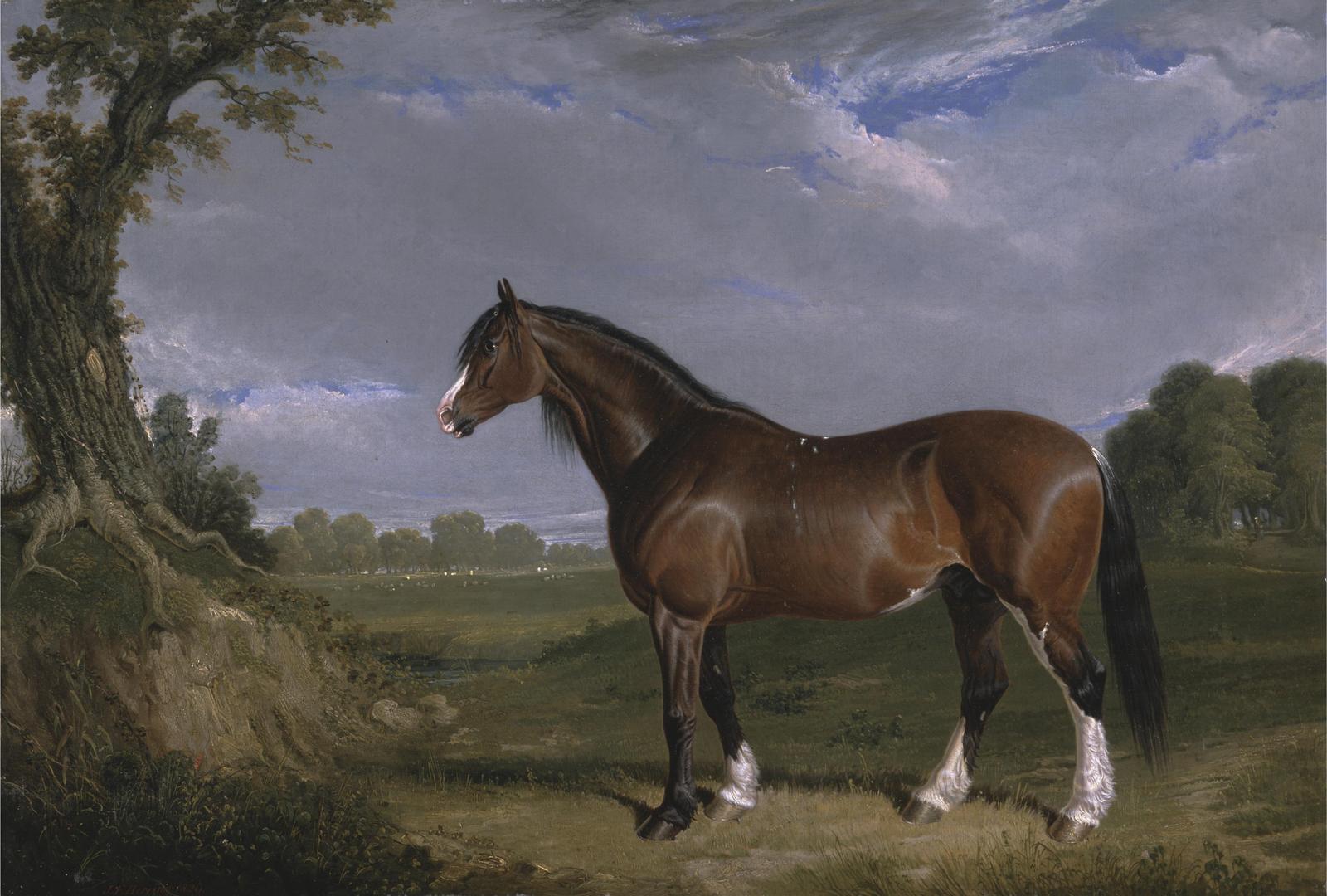 Majestic Bay Horse Landscape Wall Art