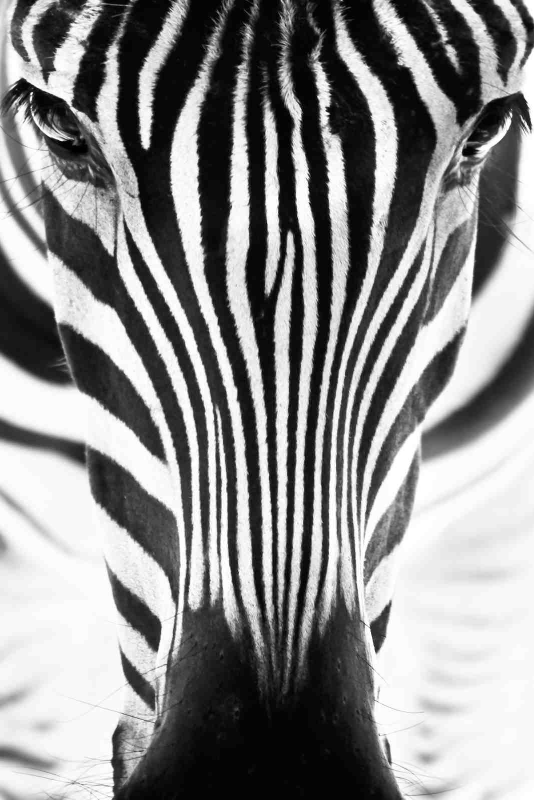 Bold Zebra Portrait Wall Art