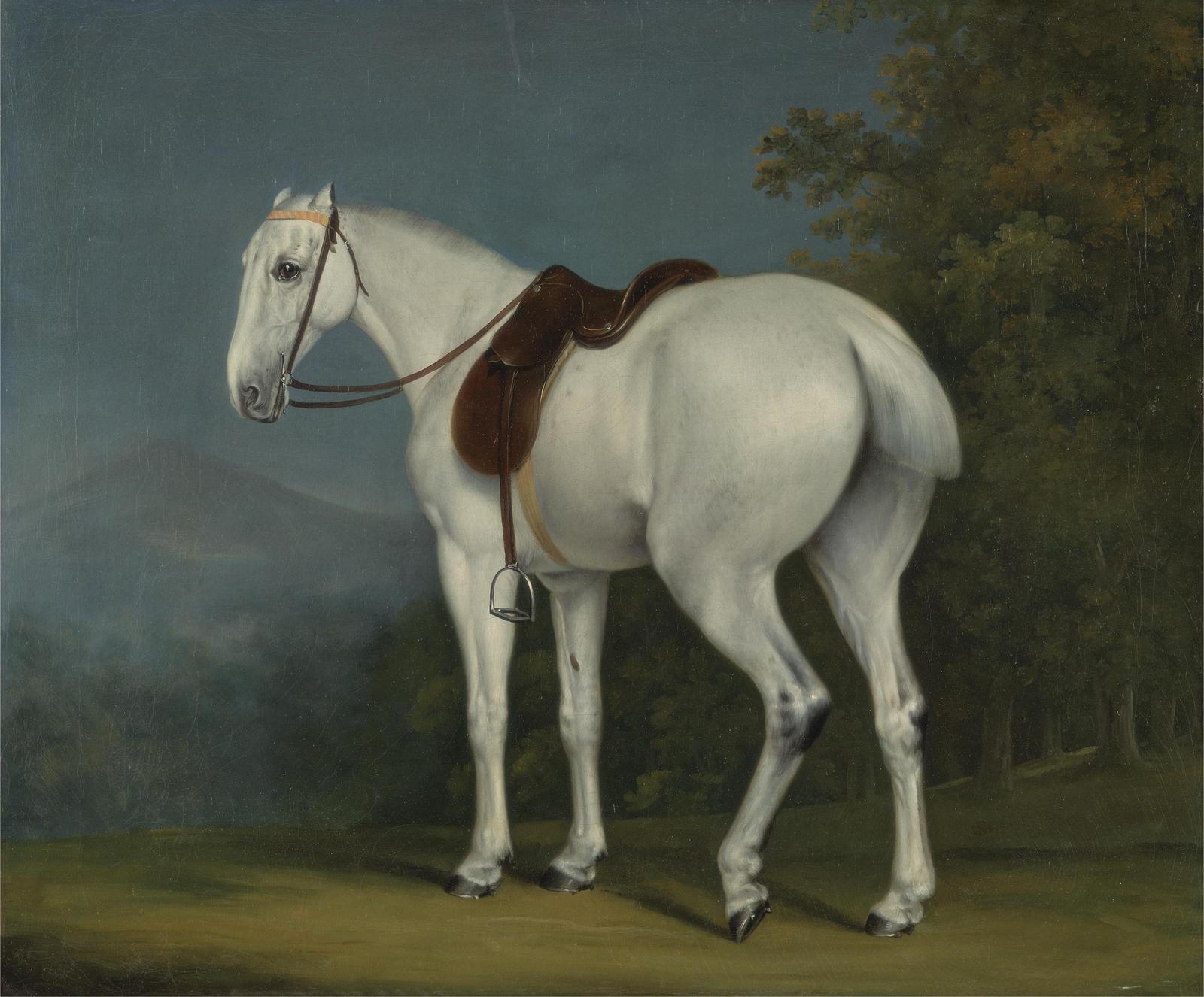 Elegant White Horse Saddle Portrait Wall Art