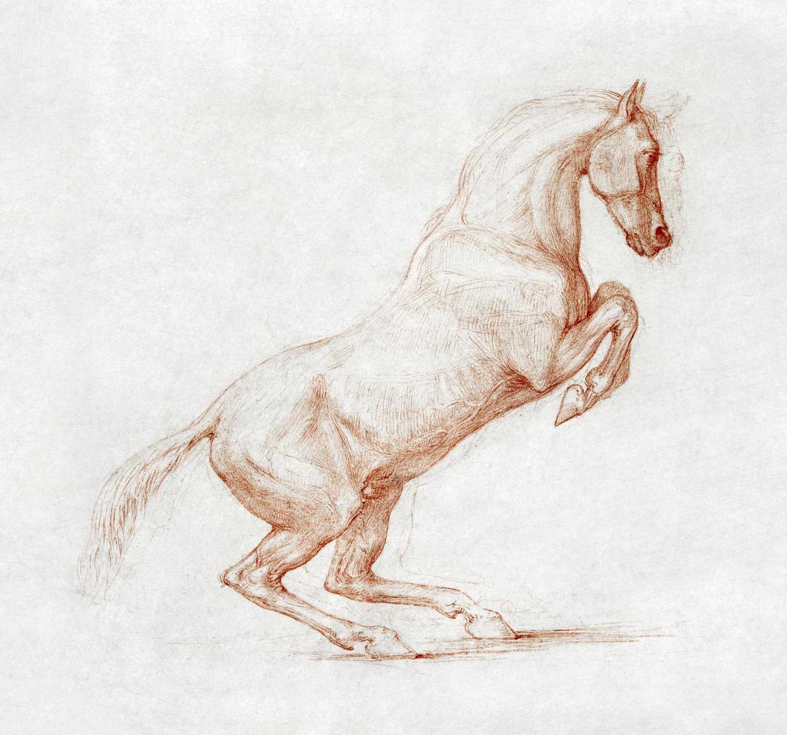 Majestic Rearing Horse Sketch Wall Art